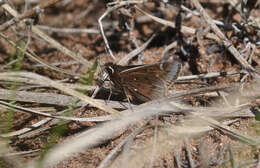 Image of Dusted Skipper