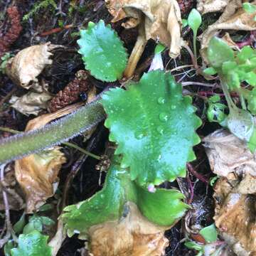 Image of Hupa Valley Pseudosaxifrage