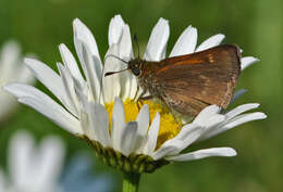 Image of Tawny-edged Skipper