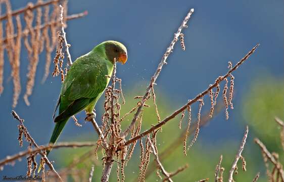 Image of Slaty-headed Parakeet