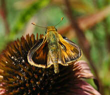 Atalopedes campestris Boisduval 1852 resmi