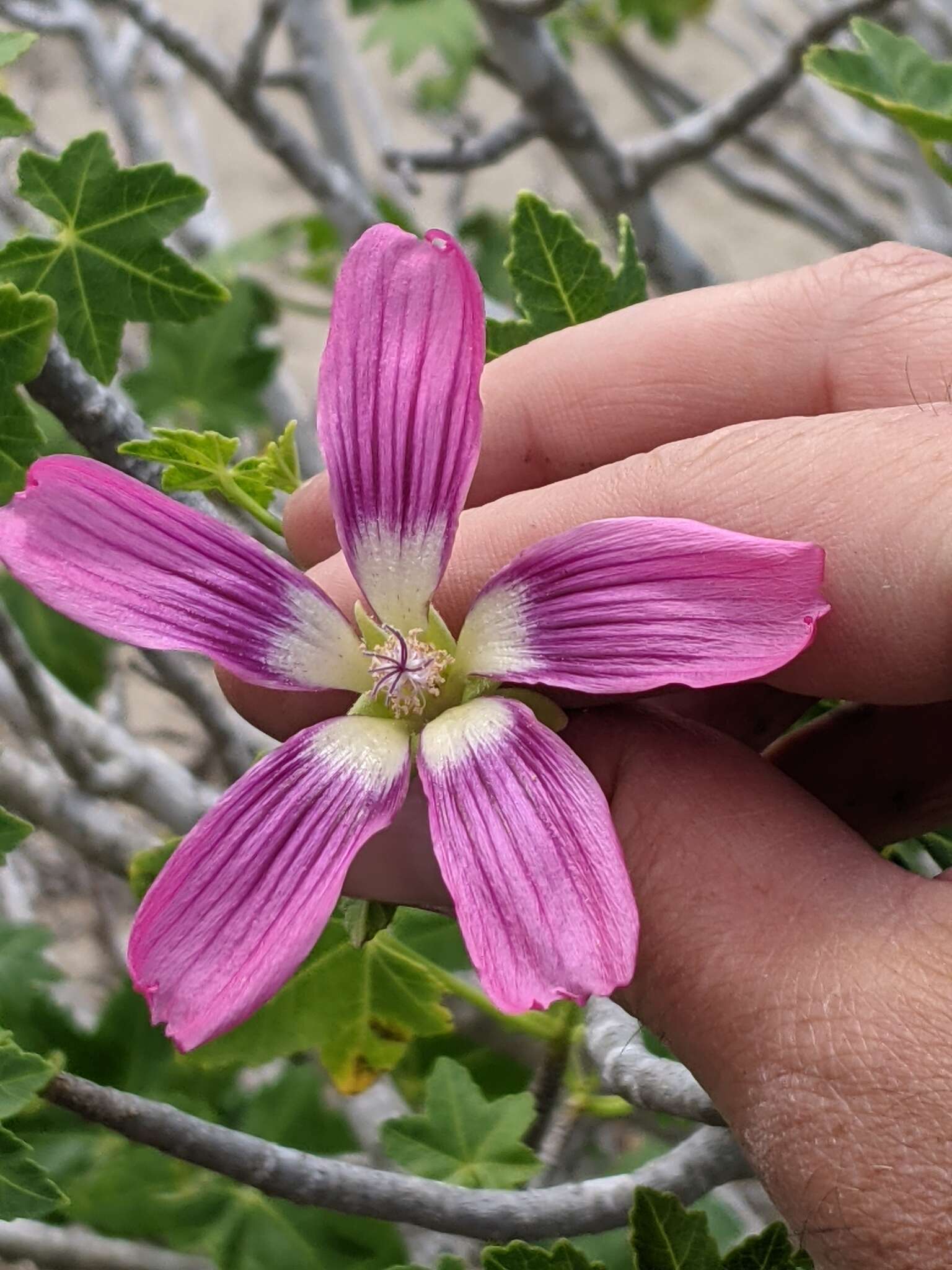 Imagem de <i>Malva assurgentiflora</i> subsp. <i>glabra</i> (Philbrick) M. F. Ray