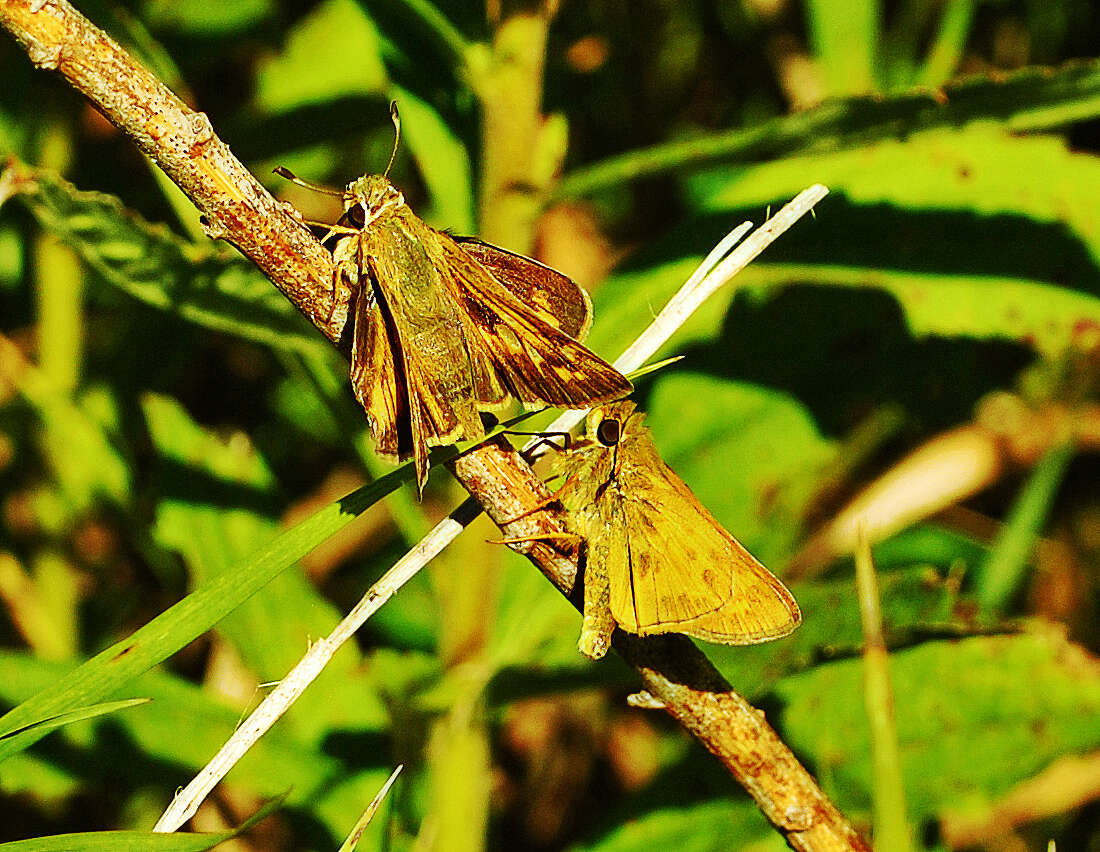 Atalopedes campestris Boisduval 1852 resmi