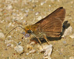 Image of Dun Sedge Skipper