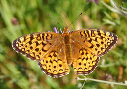 Image of Atlantis Fritillary