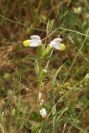 Imagem de Phlomoides labiosa (Bunge) Adylov, Kamelin & Makhm.