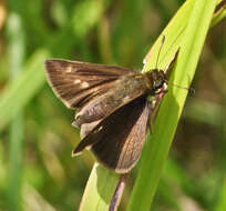 Image of Dun Sedge Skipper