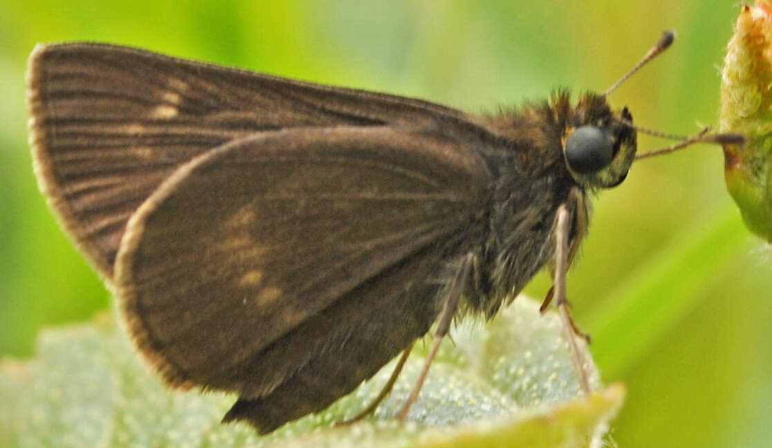 Image of Dun Sedge Skipper