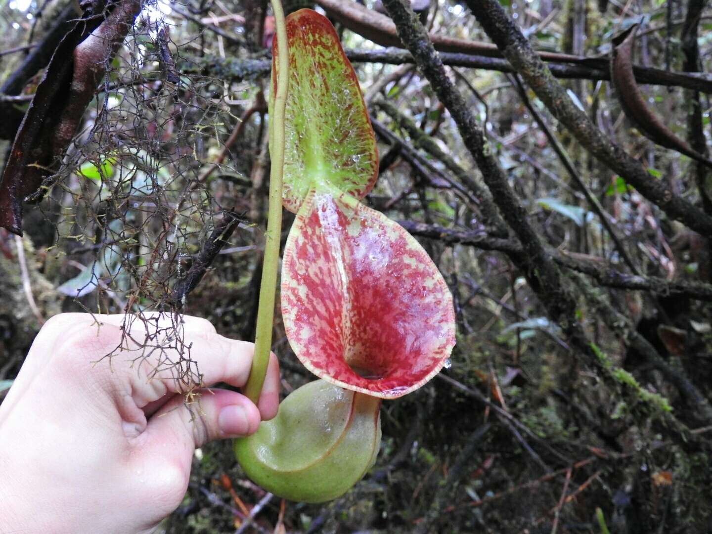 Слика од Nepenthes lowii Hook. fil.