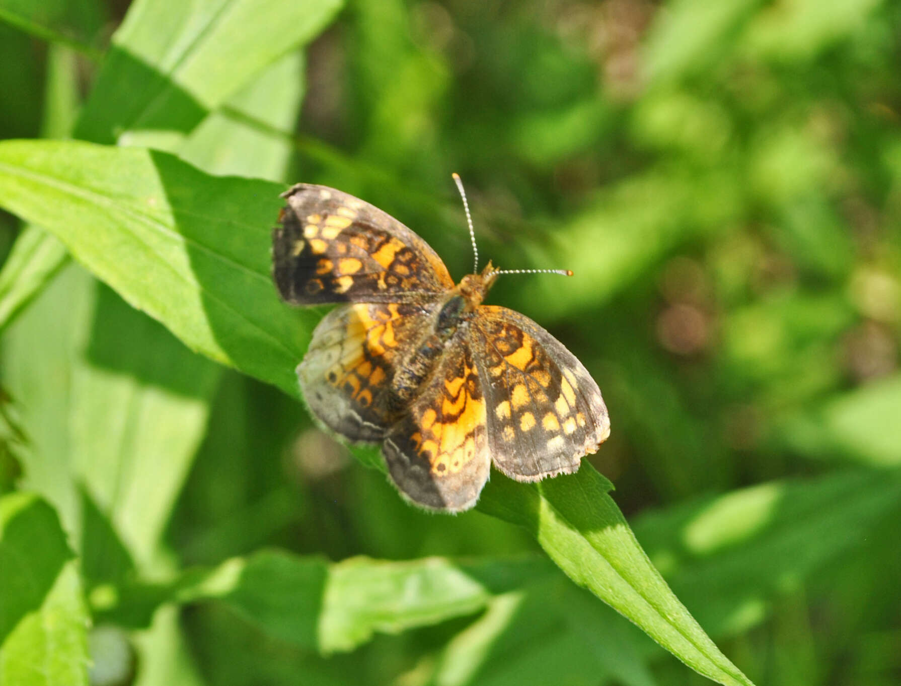 Image of Phyciodes cocyta