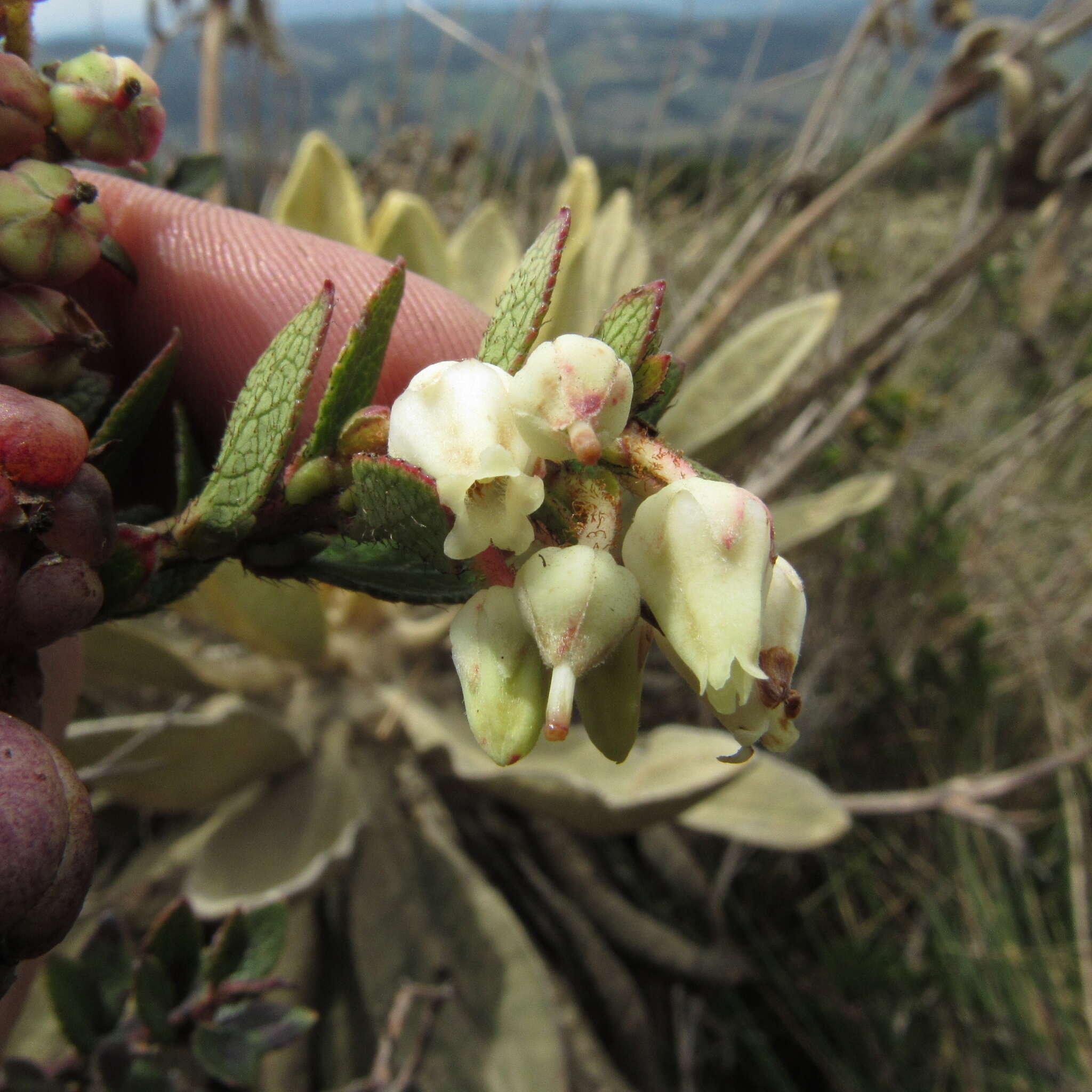 Sivun Gaultheria anastomosans (L. fil.) Kunth kuva