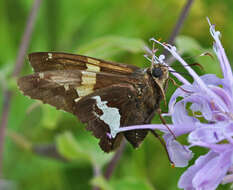 Image of Silver-spotted Skipper