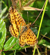 Image of Silver-bordered Fritillary