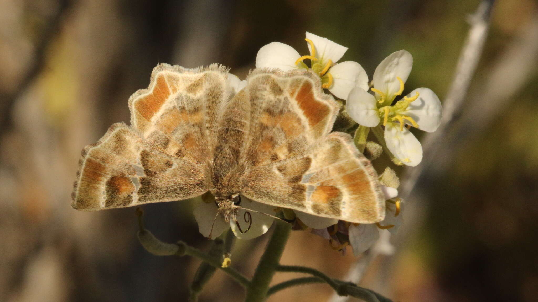 Image of Arizona Powdered-Skipper