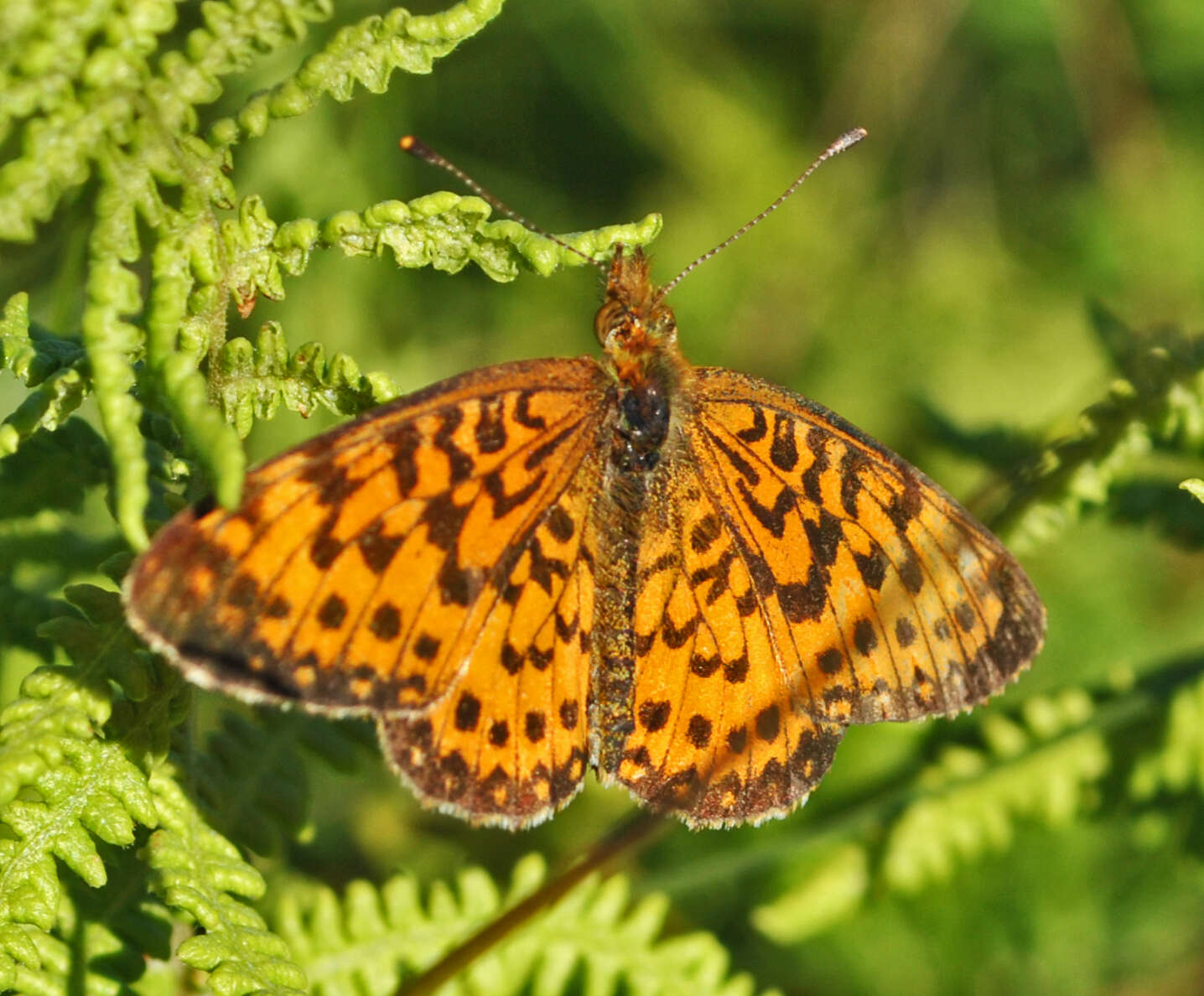 Image of Silver-bordered Fritillary