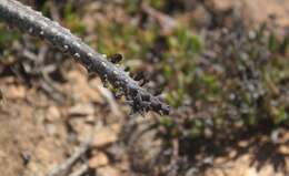 Ceropegia pruinosa (Masson) Bruyns的圖片