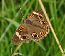 Image of Common buckeye