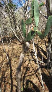 Image of <i>Opuntia karwinskiana</i>