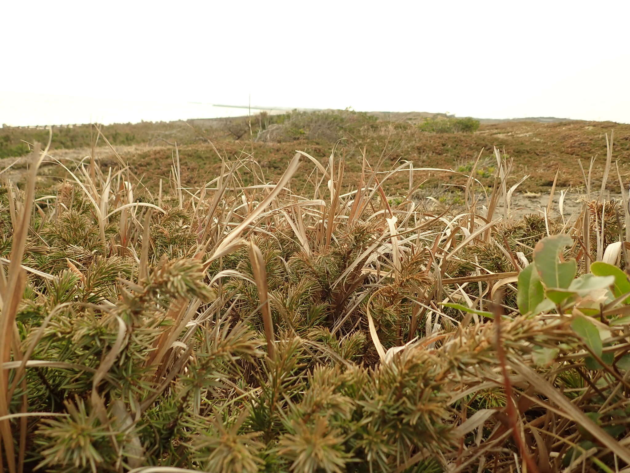 Image of shore juniper