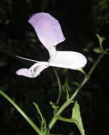 Image de Plectranthus saccatus subsp. saccatus