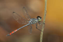 Nesoxenia lineata (Selys 1879) resmi