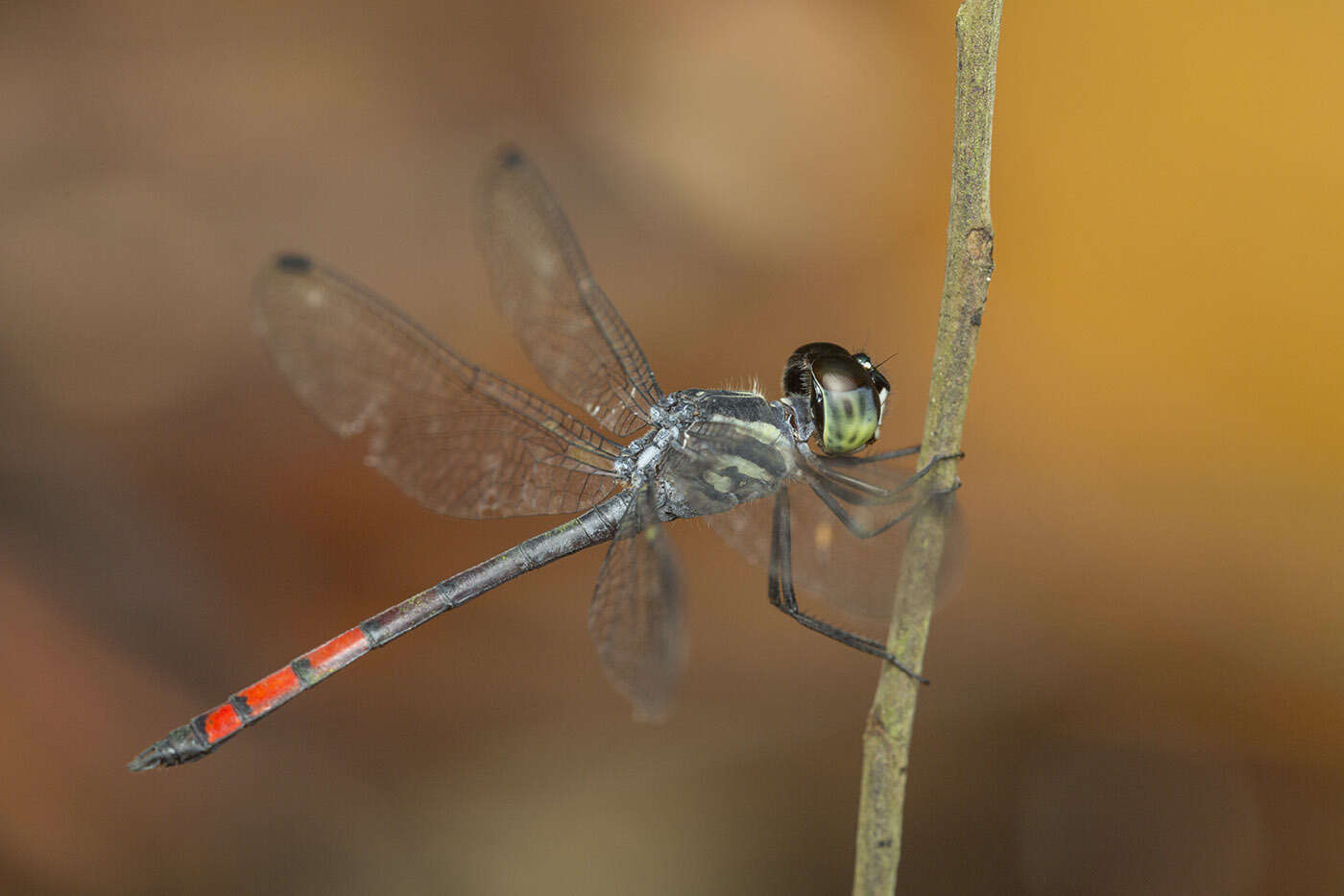 Nesoxenia lineata (Selys 1879) resmi