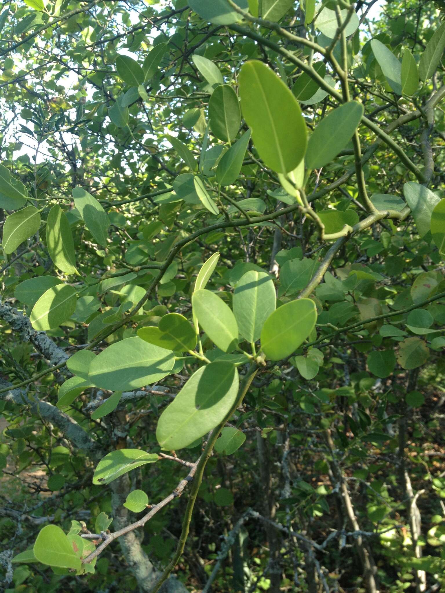 Image of Anisocapparis speciosa (Griseb.) Cornejo & Iltis