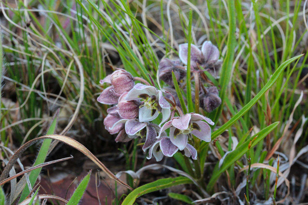 Image of Asclepias oreophila A. Nicholas ex O. M. Hilliard & B. L. Burtt