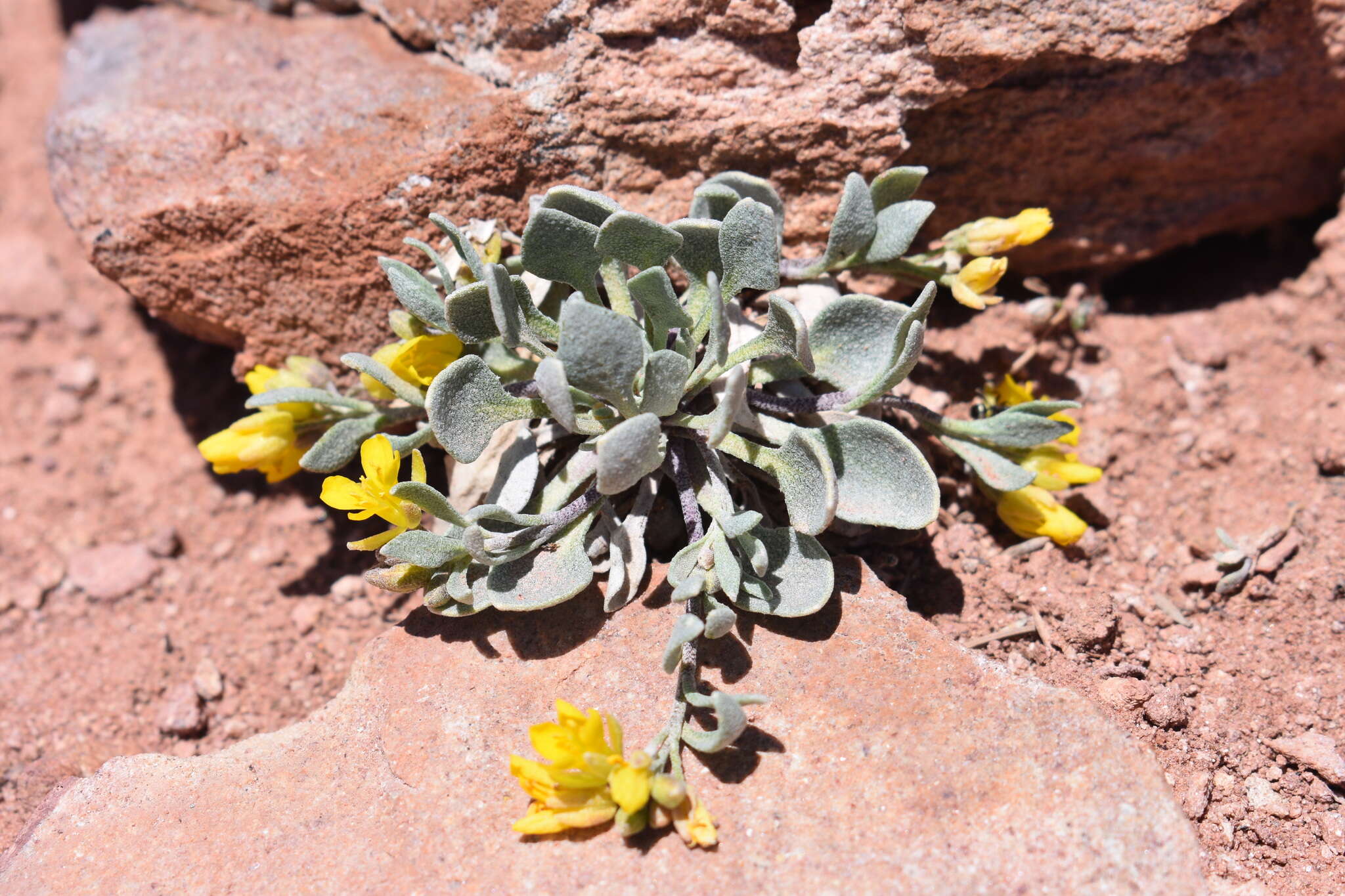 Image of Avery Peak twinpod