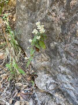 Image of Santa Rita snakeroot