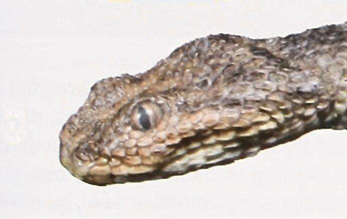 Cerastes vipera (Linnaeus 1758) resmi