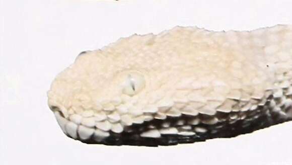 Image of Sahara Sand Viper