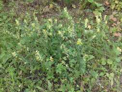 Image of late-flowering yellow rattle