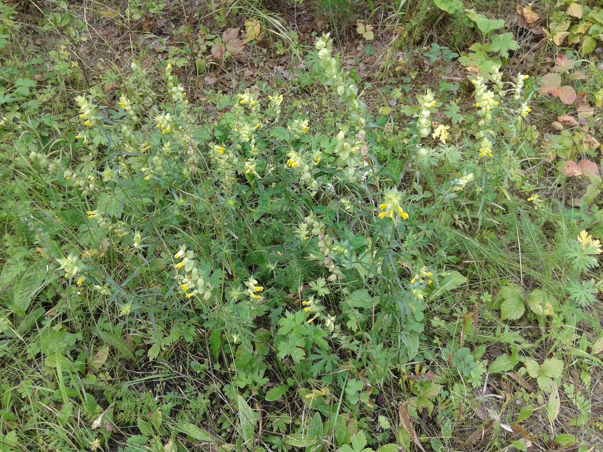 Image of late-flowering yellow rattle