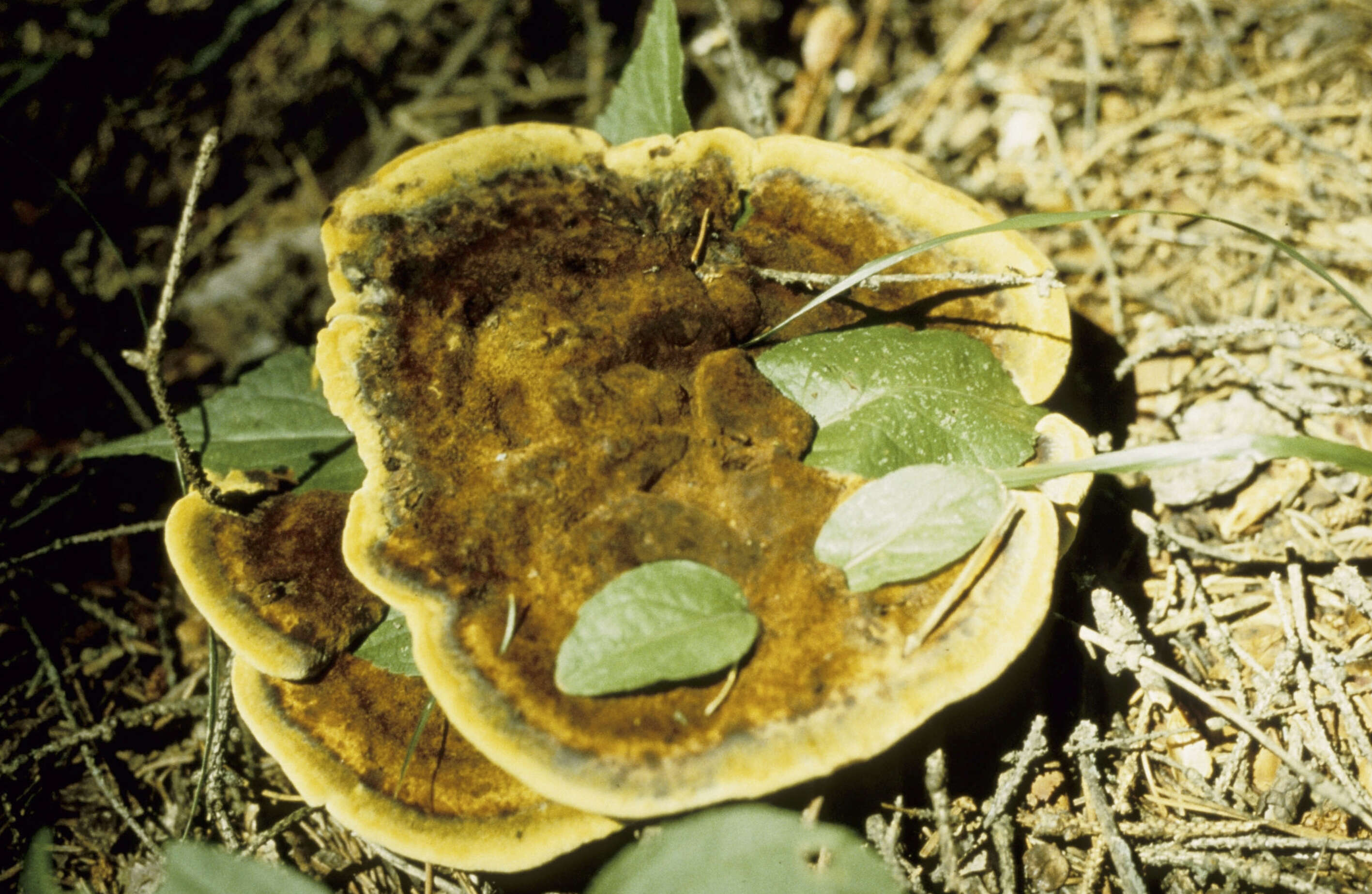 Image of dyer's polypore