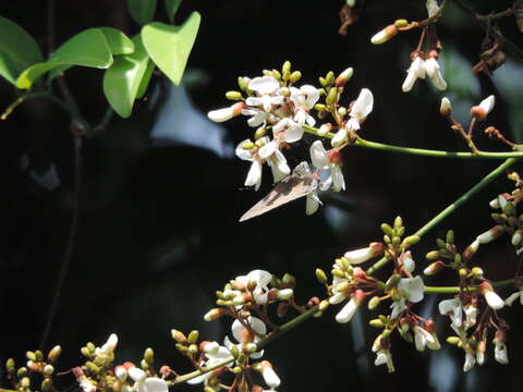 Image of Derris laxiflora Benth.