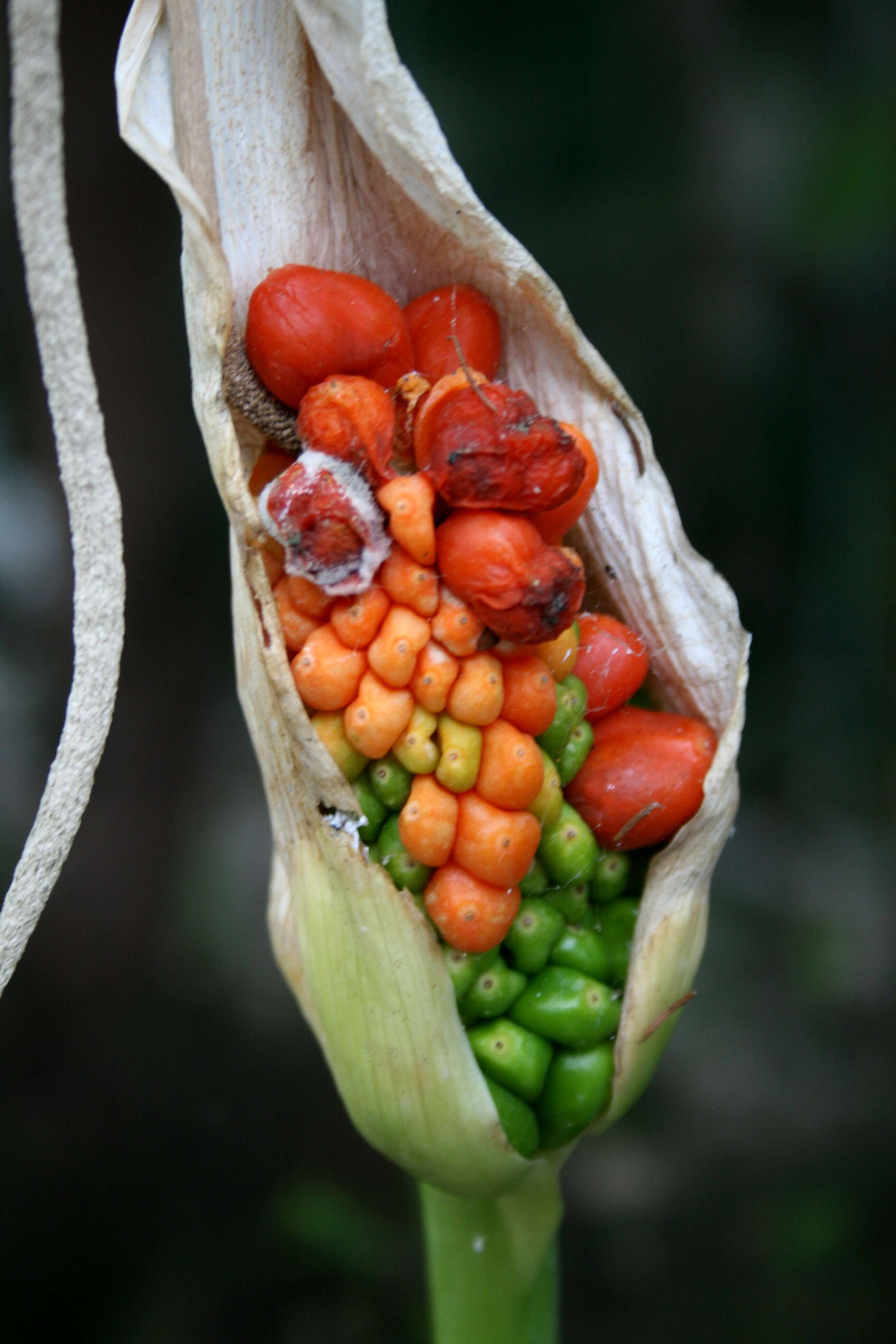 Dracunculus canariensis Kunth的圖片