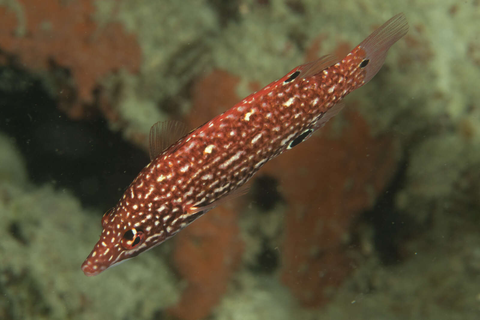 Image of Bodianus diana