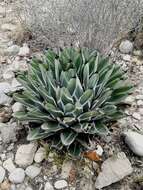 Image of Agave nickelsiae Rol.-Goss.