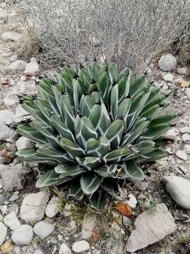 Слика од Agave nickelsiae Rol.-Goss.