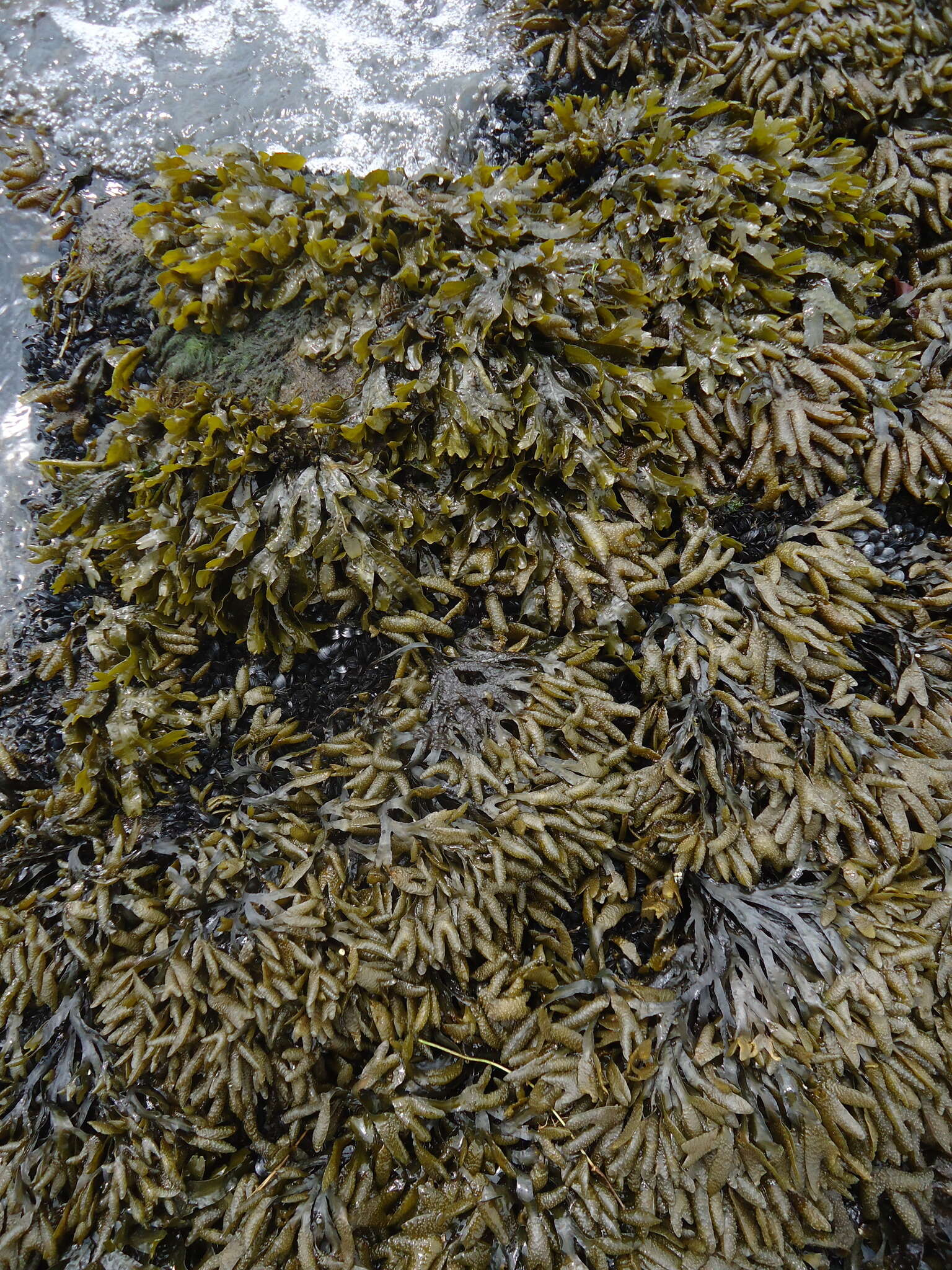 Image of Fucus evanescens