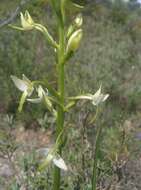 Image of lesser butterfly-orchid
