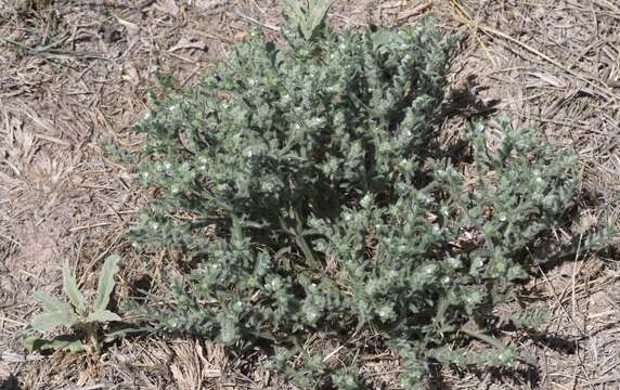 Слика од Cryptantha mexicana (T. S. Brandegee) I. M. Johnst.