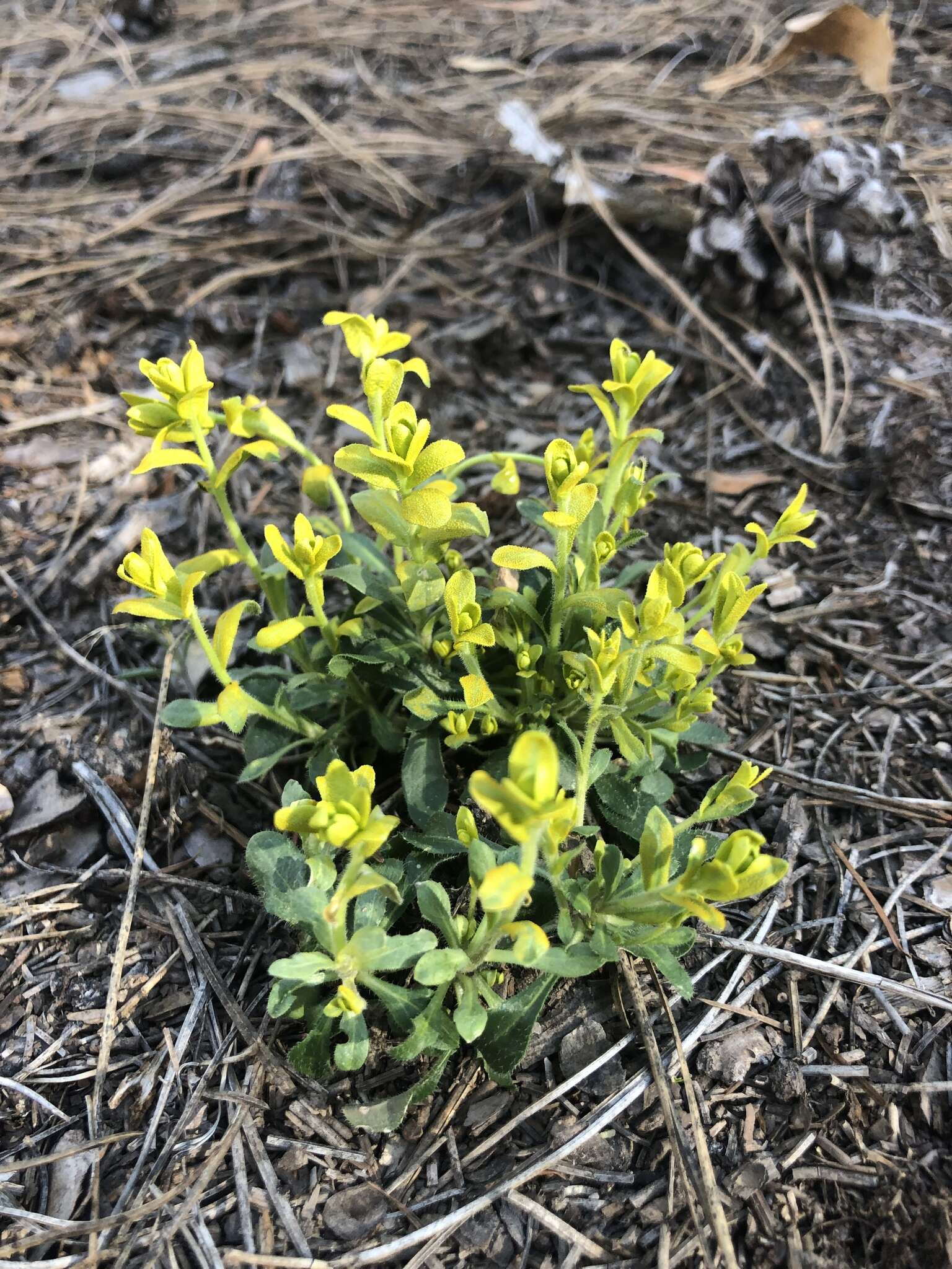 Image of Fendler's rockcress