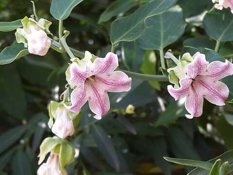 Araujia sericifera Brot. resmi