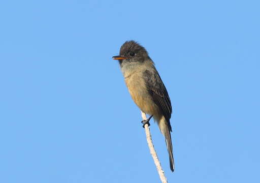 Contopus latirostris blancoi (Cabanis 1875)的圖片