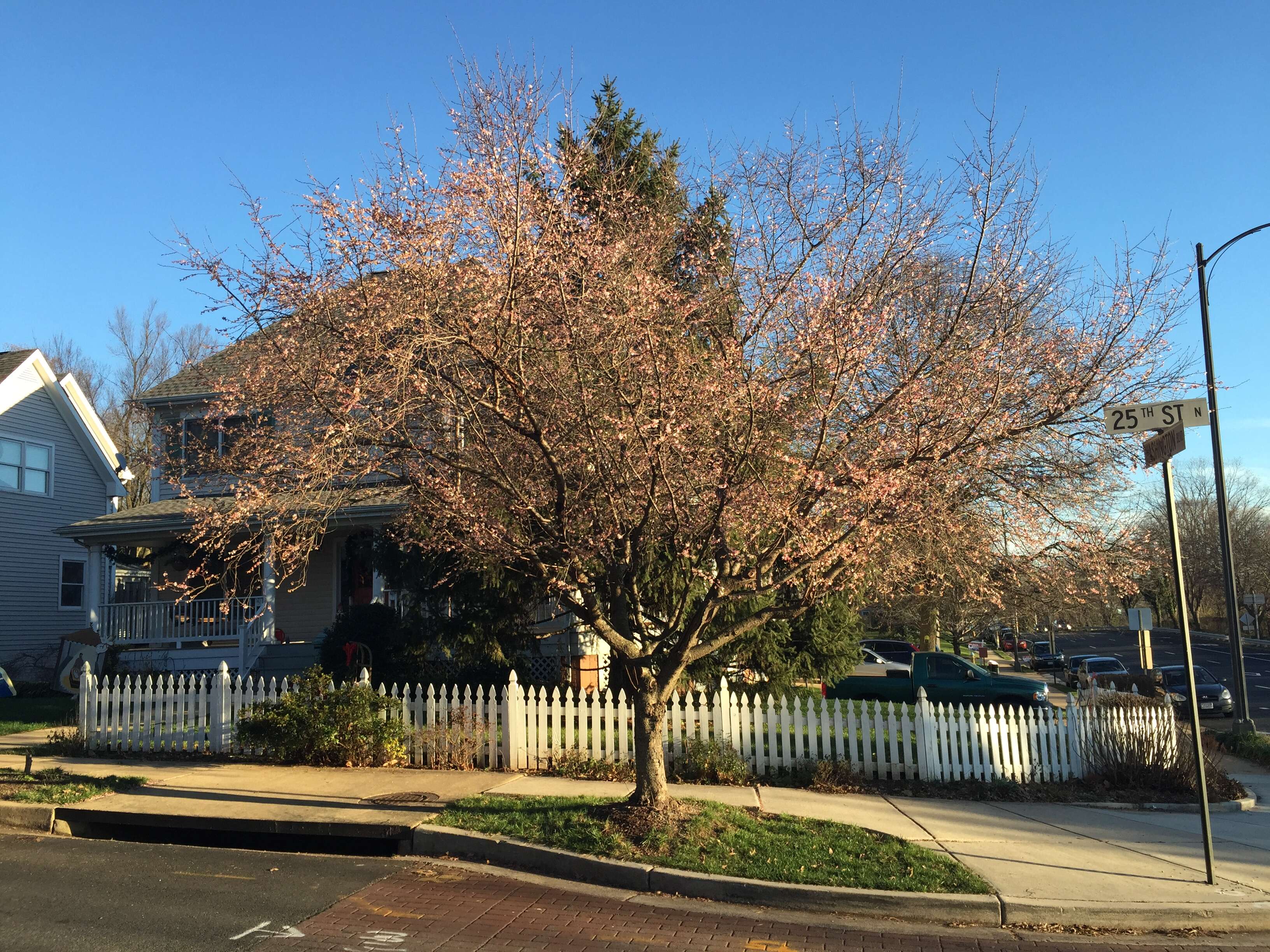 Plancia ëd Prunus subhirtella Miq.