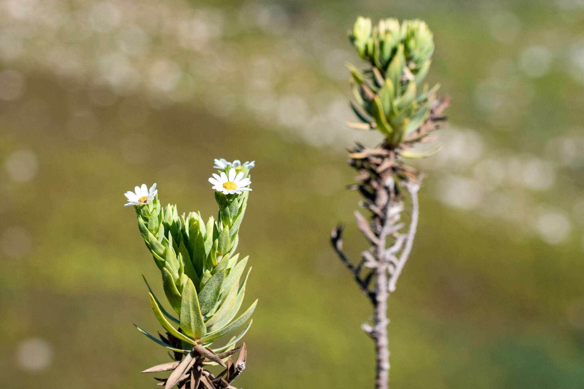 Imagem de Osmitopsis asteriscoides (L.) C. F. Less.