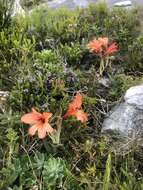 Image of Gladiolus miniatus Eckl.