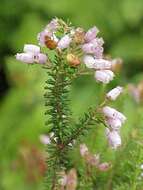 Image of Erica terminalis Salisb.